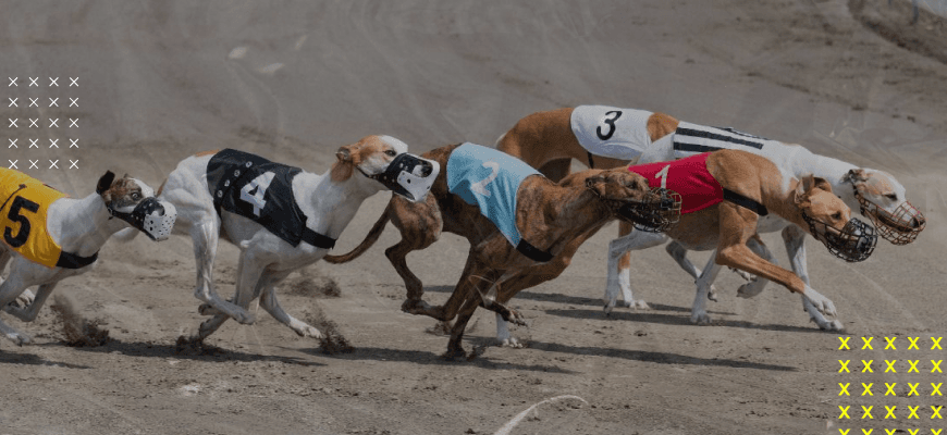 Cover Image for Greyhound Betting Online at Parimatch